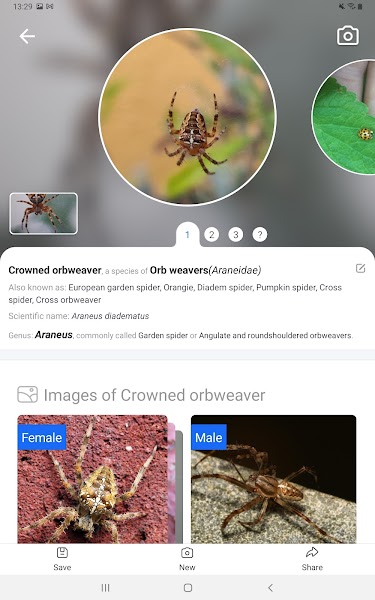Picture Insect Mod APK