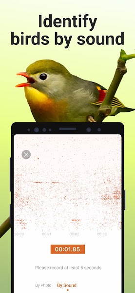 Picture Bird Mod APK